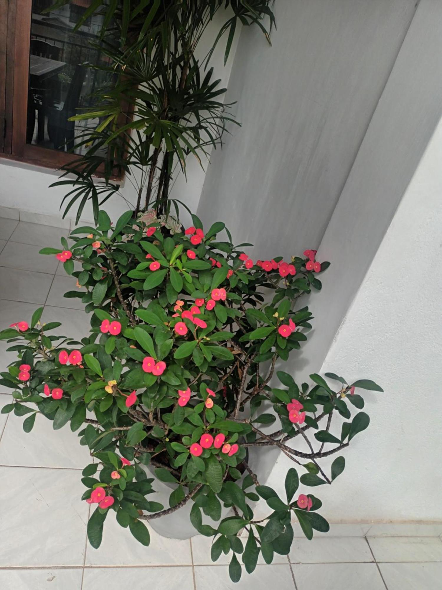 Lovely Flowers In Mount Lavinia Dehiwala-Mount Lavinia Екстериор снимка