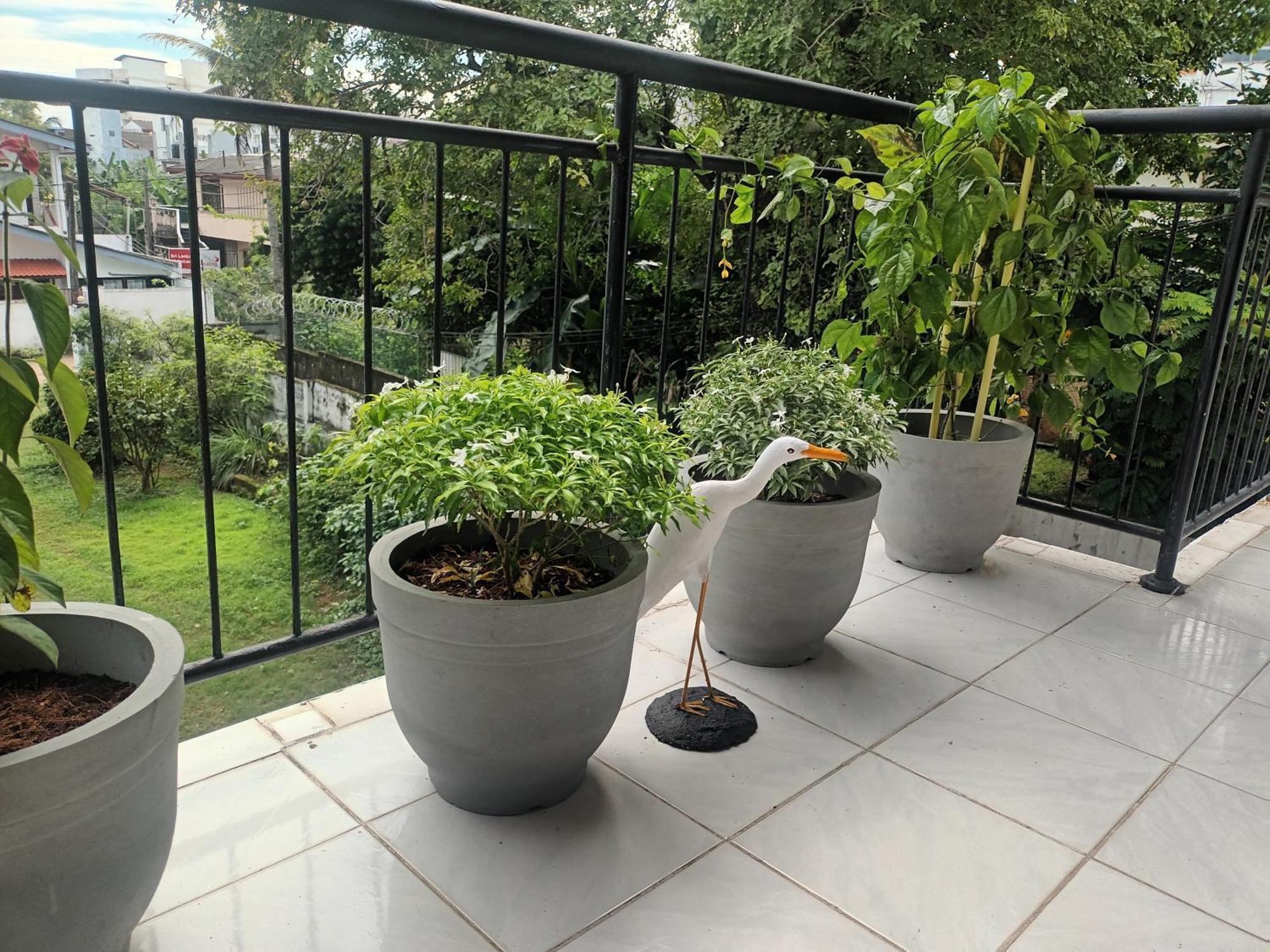 Lovely Flowers In Mount Lavinia Dehiwala-Mount Lavinia Екстериор снимка
