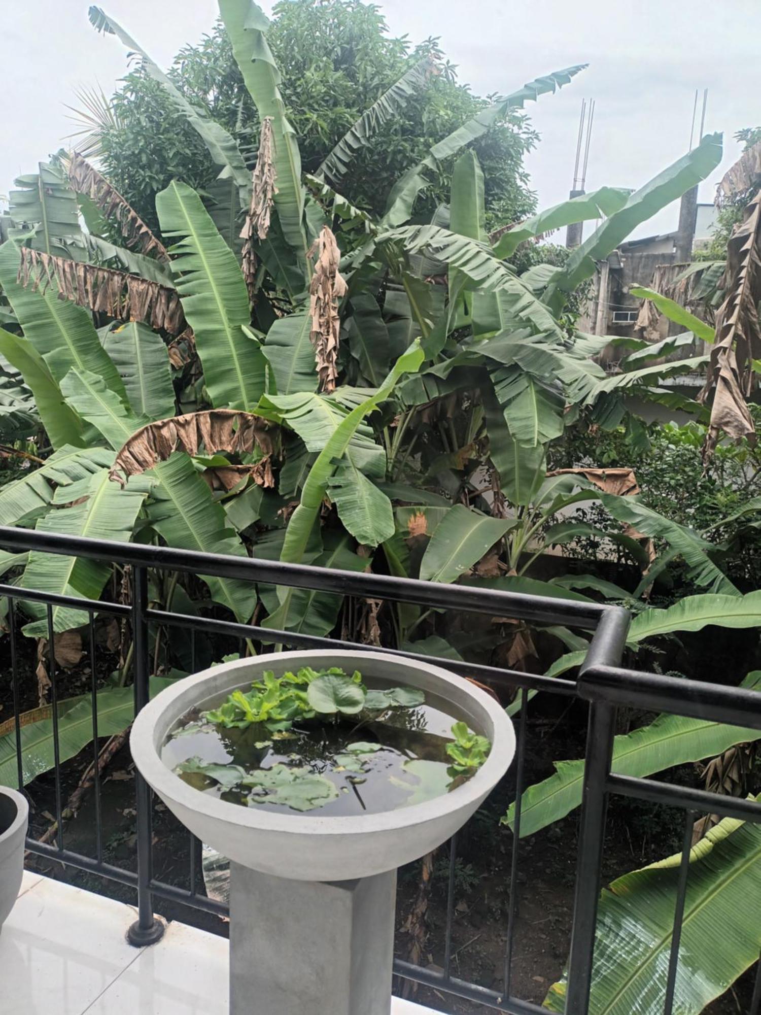 Lovely Flowers In Mount Lavinia Dehiwala-Mount Lavinia Екстериор снимка